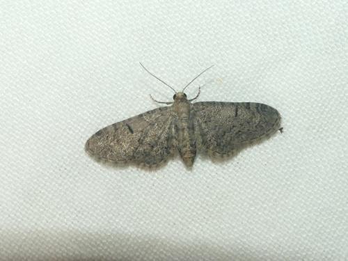 Eupithecia ultimaria